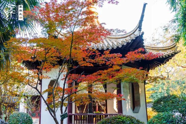 美“枫”了，快来赏！