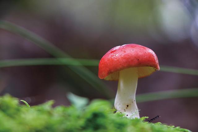 观云台 | 为啥不少野生菌不能人工养？