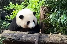 大熊猫“和花”“和叶”迎来4岁生日 粉丝排队送祝福图片