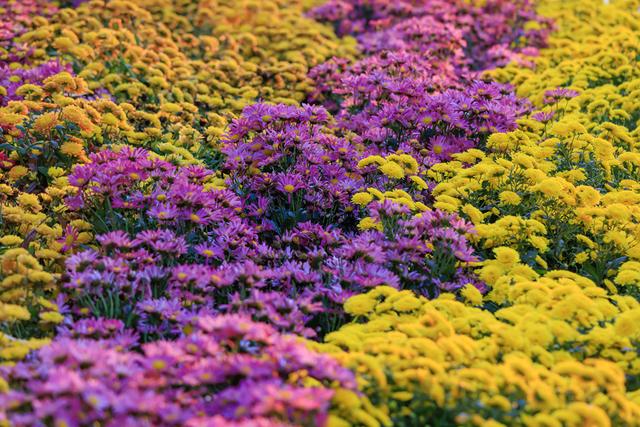 昆明大观楼菊花绽放