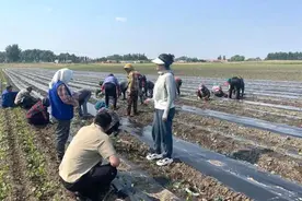 增收致富“辣”劲十足，桑树台镇东桑树台村积极推进辣椒种植图片