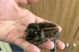 不用救！看见这个千万请注意图片