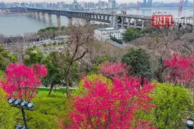 武汉龟山公园樱花竞相绽放，吸引众多市民游客纷至沓来图片