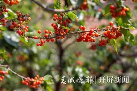 美好生活在云南｜昆明阳宗海七甸街道12500亩樱桃熟了！图片