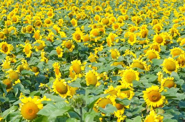 大片向日葵盛开！走！赏花去！