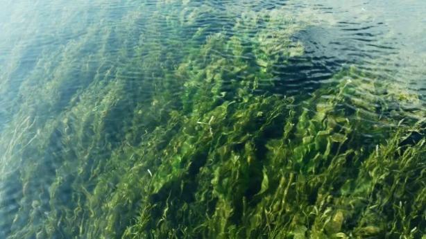 绝了！一汪清水引鱼回，美到出圈还能赚钱丨只此青绿 江山答卷