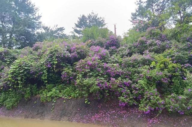 罗定喜来谷动植物生态园成为生态保护与科普的新地标