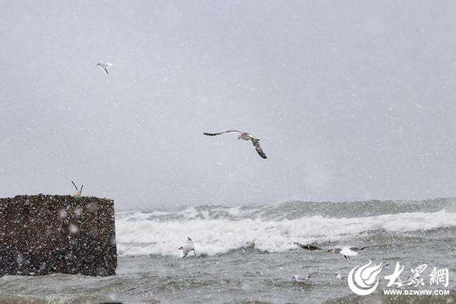 四季予你｜烟台：雪舞海畔，海鸥争涛