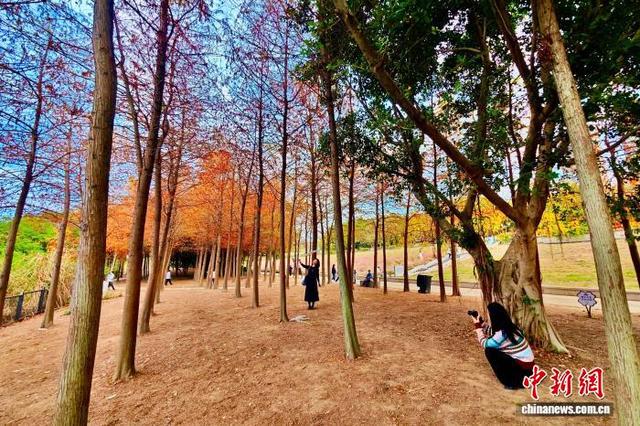 福州乌龙江湿地公园冬季美景引游人