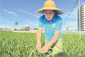 南繁热土育良种图片