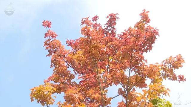 昆明迎来最美赏枫季 打卡攻略奉上