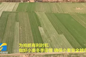 菏泽定陶：农技专家支招田间管理 确保小麦安全越冬图片