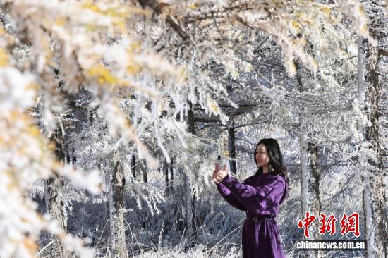 一半金黄一半雪白，秋日雾凇上线！