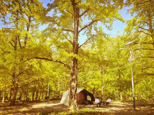 赏杏预告｜限时鎏金，打卡银杏的高光时刻