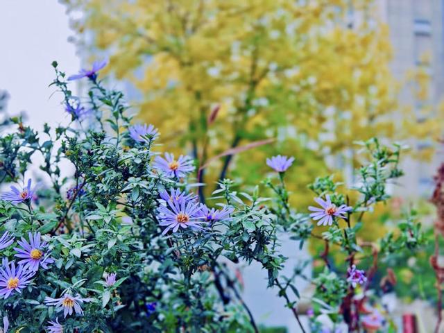 处处皆景！走进北京的秋天，就走进了油画里