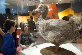 近代脊椎动物属灭绝多为鸟类图片