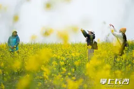 图视汇丨春天里第一抹“金黄” 鹅洲岛油菜花盛开图片