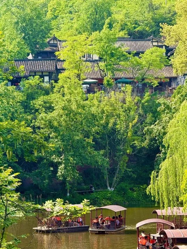 实拍！超美！成都这里的银杏黄了