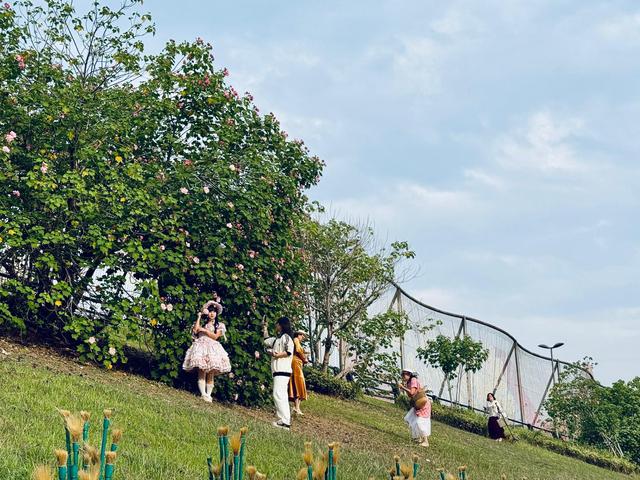 长沙人秋天的仪式感，藏在浏阳河畔这片粉色花海里