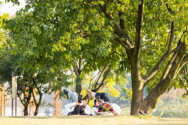 杉林映冬阳 露营拾光暖