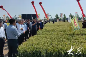 三农深度调查|山东小麦新品种持续“上新”，“齐鲁粮仓”更丰盈图片