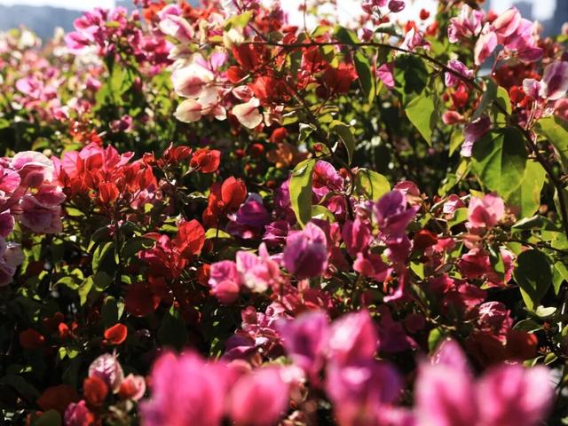 解锁冬日浪漫！来岩前星湖畔，一起走“花路”吧！