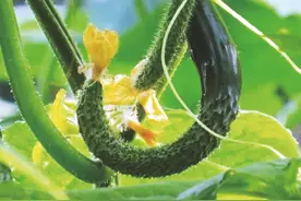 黄瓜雄花多雌花少，啥原因图片