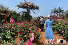 宜宾翠屏区：成片玫瑰盛开等你来图片