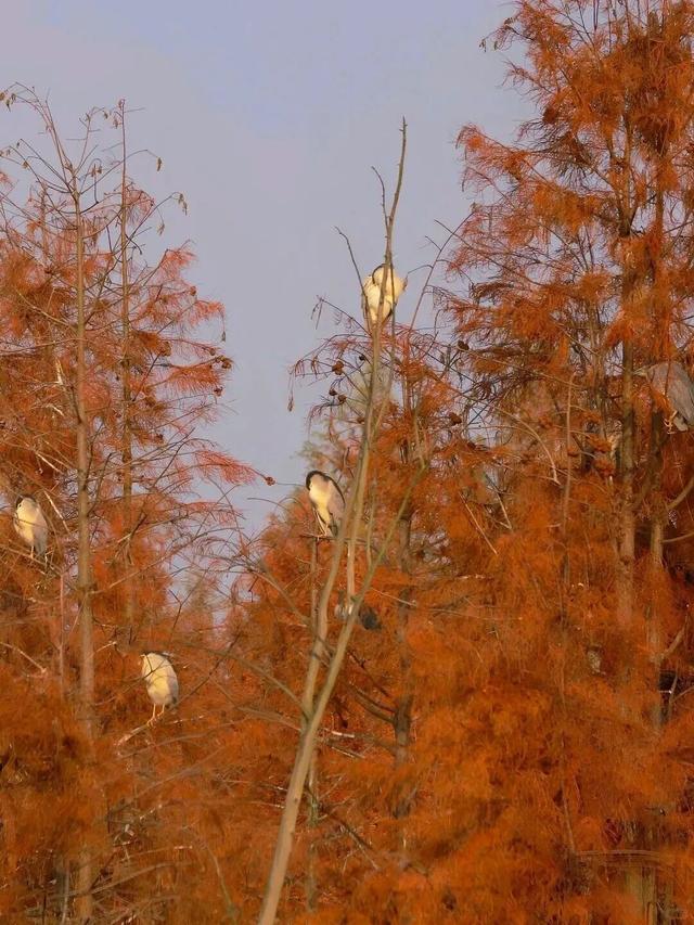 别错过，成都公园里的绝美冬景！