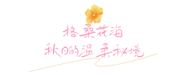 龙华，花海“大爆发”