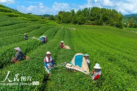 浙江淳安：机器采茶忙图片