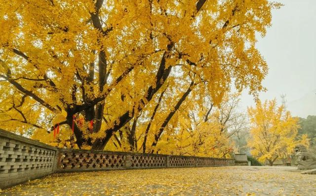 秋日必冲！新乡这两处秘境，藏着最动人的金黄时光