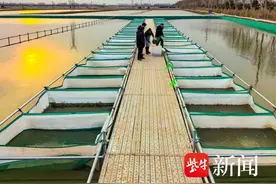 连云港灌南：10万公斤“蟹宝宝”喜迁新居图片