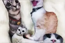 用幽默解压，以诙谐解烦 年轻人为啥偏爱“丑东西”图片