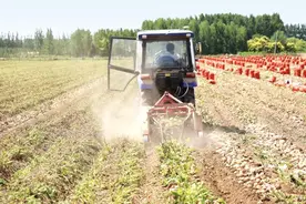 六汪镇胶河马铃薯专业合作社大力发展订单农业，带动村民增收致富图片