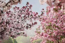 “春时花海”玩出新花样图片