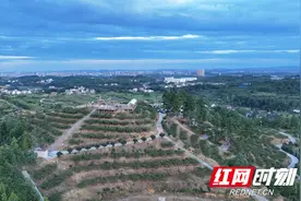 邵阳市北塔区：高山岭上的黄桃香图片
