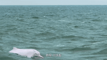 在线等！在湛江露营是种什么体验？