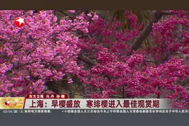 上海：早樱盛放 寒绯樱进入最佳观赏期视频封面