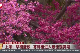 上海：早樱盛放 寒绯樱进入最佳观赏期视频封面