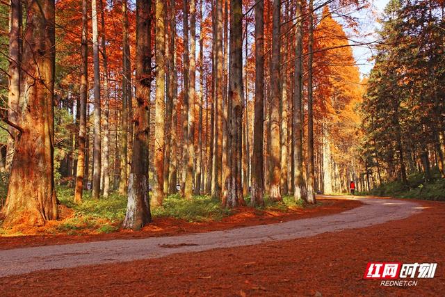 “跟着湘超游怀化”②丨赴一场山水之约 共赏五彩怀化秋韵