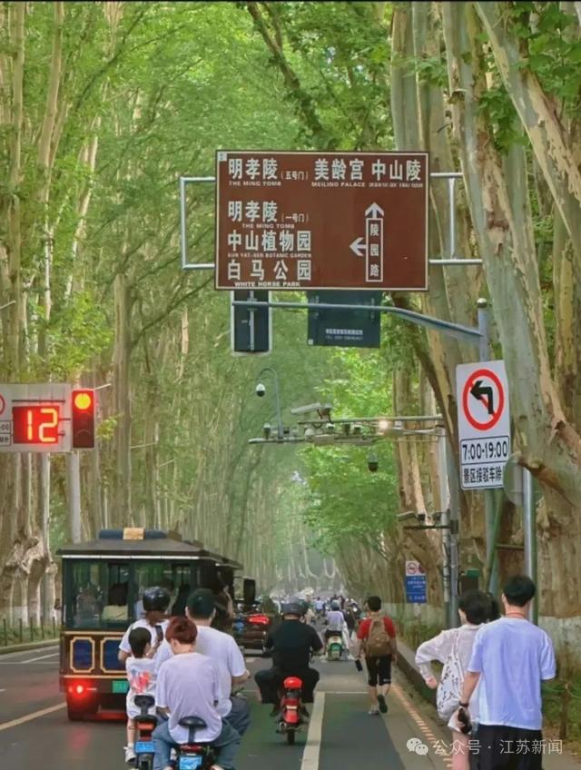 南京梧桐大道仅限行人通行？交警回应
