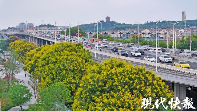 金黄缀枝、“灯笼”初挂，南京栾树把秋意带上枝头