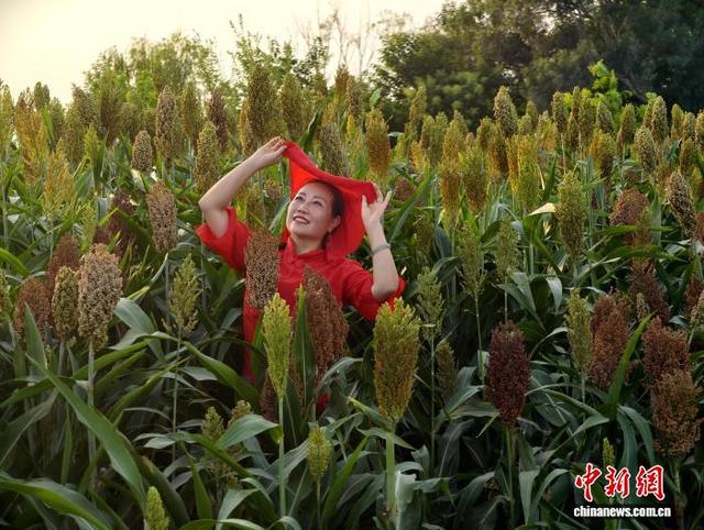 绿道旁的高粱红了 成都秋日悄然涂上“丰收的颜色”
