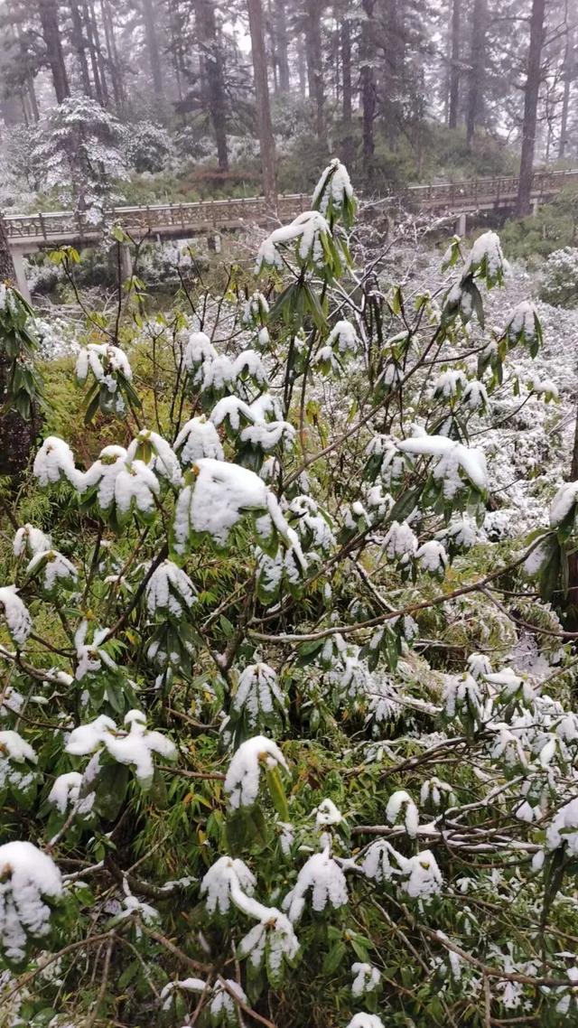 真的下雪啦！瓦屋山初雪突降！彩林+初雪的绝美同框，免门票就能看见！