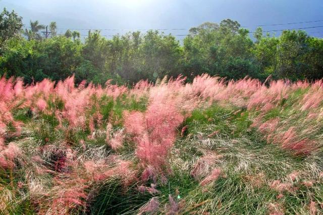 7000㎡粉黛花海+ “粉色童话世界”！深圳秋天必打卡→