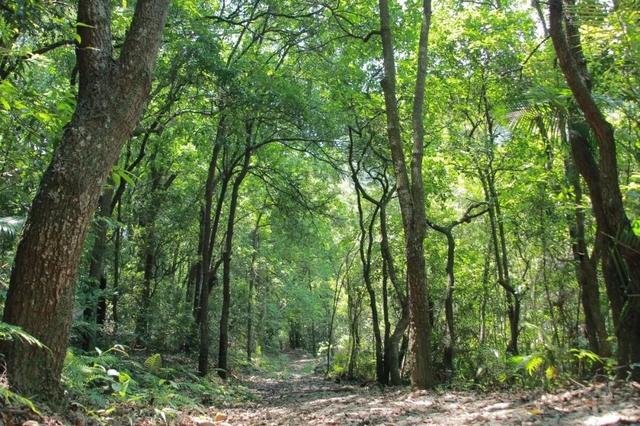穿越400年原始森林，化身小小科学家！鼎湖山研学营火热报名中！