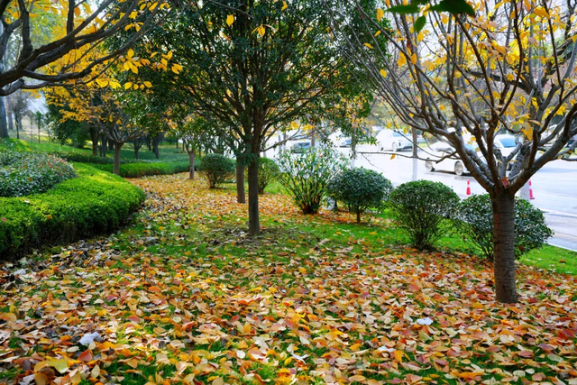 落叶缓扫，在曲江邂逅一场初冬浪漫！