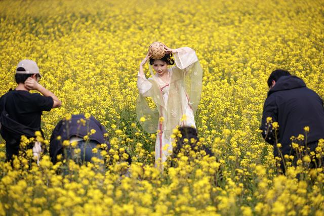 油菜花冬日“抢跑”，花海大片可以整起来了