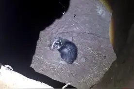 “神秘动物”闯进庄稼地，似猪又不是猪！村民求助消防捕获，系“三有”动物猪獾图片